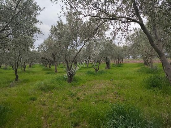 Bölcek Mah. Satılık Zeytinlik