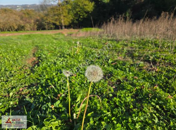 Sakarya Kaynarca Cebek 2786 M2 Kare Ormana Cepheli Resmi Yollu