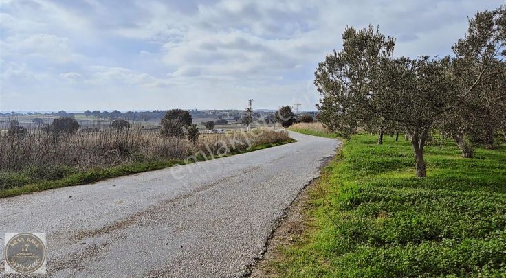 Çanakkale Merkeze Yakın Konumda 3872m2 Zeytin Ağacı Olan Tarla