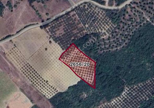 Cb Black'ten Mudanya Mesudiye'de Deniz Manzaralı Zeytinlik