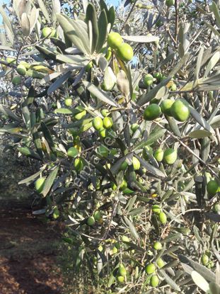 Yalıçiftlik Resmi Kadastro Yoluna Cepheli