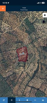 Burhaniye Pelitköyde Satılık Zeytinlik