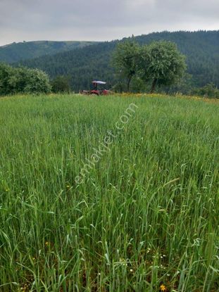 Köye Yakın 6700 M Tarla
