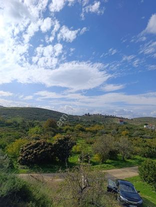 Karaburun Salman'da 1915 M2 / 75 Ağaçlı Satılık Mandalina Bahçesi!