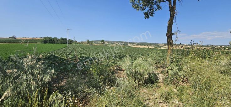 Dialog Sun Satılık İnegöl Hamzabey'de Yola Sıfır Fırsat Tarla