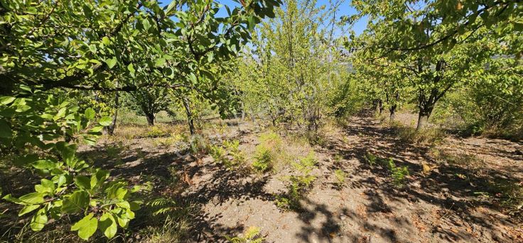 Dialog Sun Satılık İnegöl Edebey Meyve Bahçesi 1.375m²