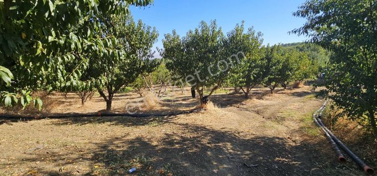 Dialog Sun Satılık İnegöl İsaören Mah. Şeftali Bahçesi 2.320m²