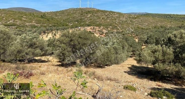 Karaburun Mordoğan Satılık Zeytinli Tarla