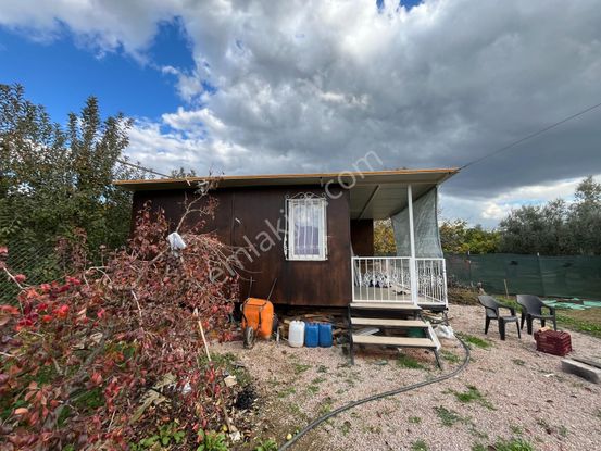 Gürsu Kazıklı Köyünde Satılık Verimli Armut Bahçesi