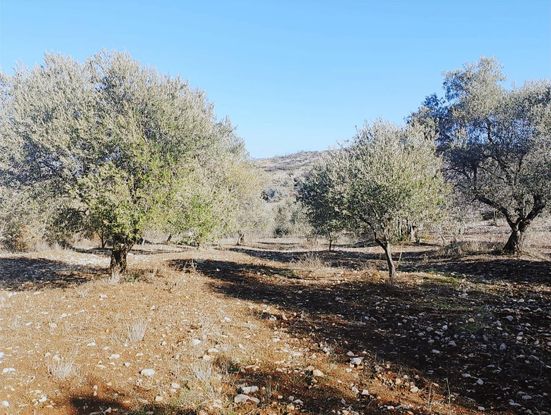 Saruhanlı Sarısığırlı'da Satılık Tek Tapu Zeytinlik