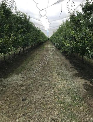 Samanlı'da Fırsat Tek Tapu 5 Dönüm Elektrik Önünde