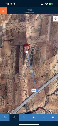 Zeytinlide Bakımlı Yetişkin Fıstık Bahçesi