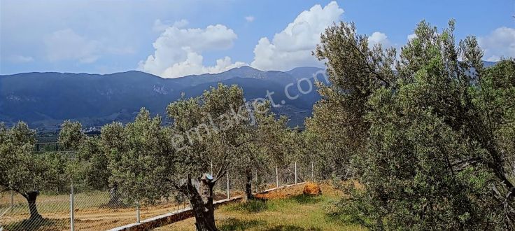 Kızılkeçili Köyünde Etrafı Telle Çevrili Köşe Parsel Zeytinlik