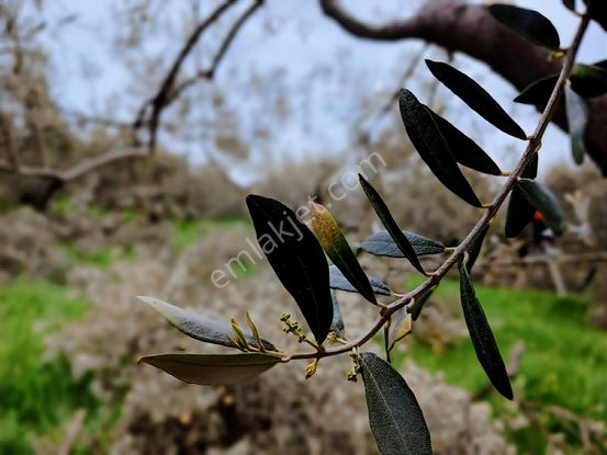 Eu Gayrimenkul'den Asos Kocaköy'de Asfalta Cephe 21.650 Metrekare Verimli Zeytinlik