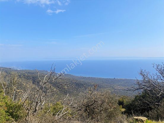Eu Gayrimenkul'den Çanakkale Ayvacık Arıklı'da Deniz Manzaralı 4650 Metrekare Zeytinlik