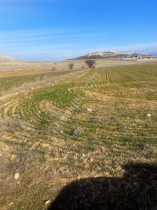 Expert'ten Dazkırı Çamlık'ta Satılık 2782 M² Tarla