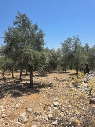 Seydikemer İlçesi , Köyiçi İmarlı Tarla Ev