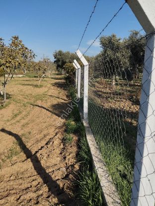 Yüksek Getirisi Olan Zeytin Ve İncir Bahçesi