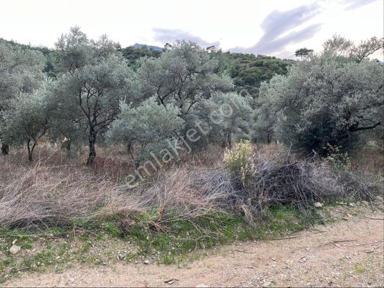 İhtiyaçtan Satılık