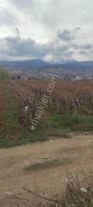 Sahibinden 5.5 Dönüm Yüksek Verimli Satılık Bağ