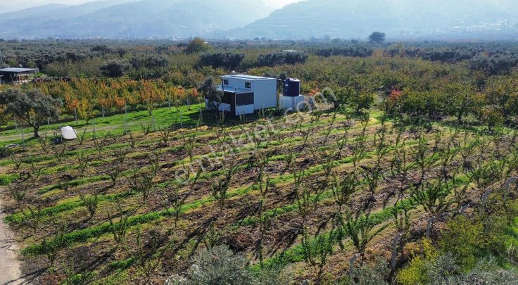 Ören Limoncuk Sokakta Tek Tapu Satılık Kayısı Bahçesi !!!