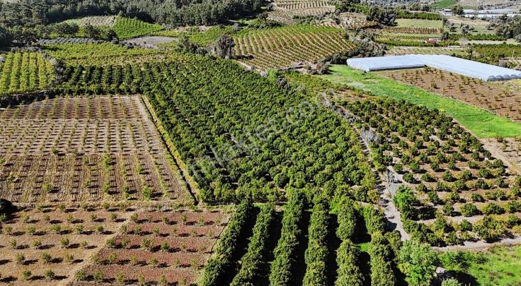 07 Truva Emlak'tan Kumluca Adresan Da Satılık Portakal Bahçesi