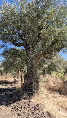 07 Truva Emlaktan Aydın Karacasu İlçesinde Satılık Zeytinlik