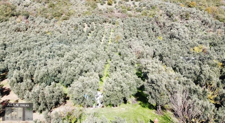 Kaymakobada 295 M2 Satılık Zeytinlik