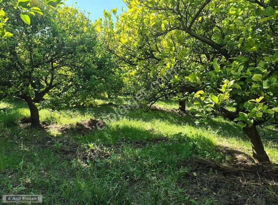 Asil Emlaktan Ortaca Çaylı Mah. De Satılık 7 Dönüm Tarla