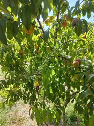 Kırklareli Hamidiye Köyünde Satılık Müstakil Ev
