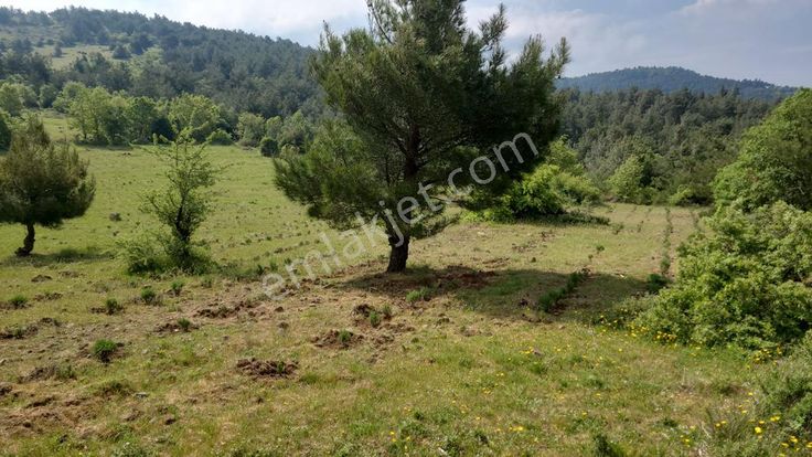 Sahibinden Bayramiç / Kaykılar Tarla 15 Dönüm