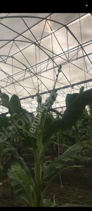 Çamlıca Mah 34.721 M2 Muz Bahçesi Mahalle Yanı Elektrik Su 300 Tonluk Su Deposu Var Kelepir Fiyata