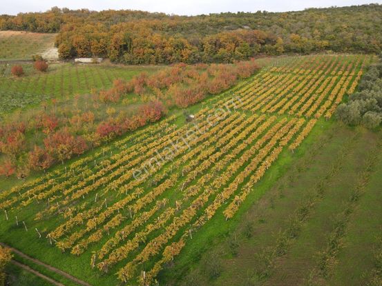 Mef Gyd'den İznik Yürükler'de 8.211m² Alanlı Satılık Üzüm Bağı !