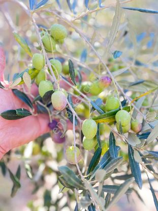 Sahibinden Aydın Karpuzlu Meriçler De 2100m2 Zeytinlik 35 Ağaçlı