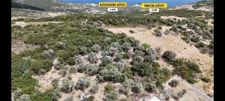 Kösederede Kadastral Yola Cepheli Bakımlı Zeytinlik