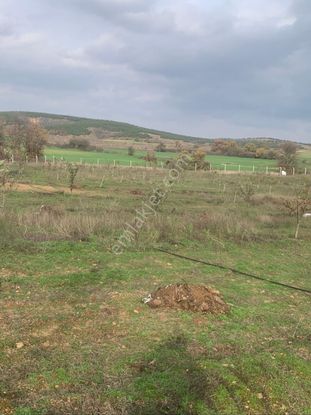 Kırklareli Kofçaz Kocatarla Satılık Cevız Bahçesi