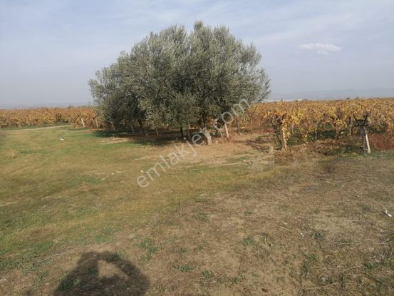 Satılık Bağ Yaşar Emlaktan