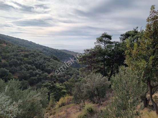 Egenin Kalbinde, Geleceğe Değer Katan Zeytinlik!