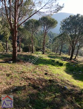 Ada Royal Den Şirince De 150 Ağaçlı 6 Dönüm Çamlık