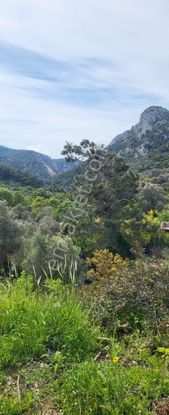 Bodrum Dağbelen'de Yatırım Fırsatı Parseller