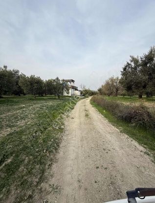 Yorulmaz Gayrimenkulde Kırkağaç Bakırda Zeytinliğimiz