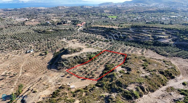 Premar Datça Reşadiye'de 8396m2 Tarla Vasfında Full Zeytinlik