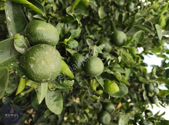 Kurul Gayrimenkulden Ceyhan Kızılderede Nareciye Behçesi Satılık