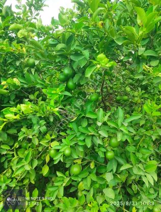 Kurul Gayrimenkulden Yakapınar Misiste Mayer Ve Cara Cara Bahçe