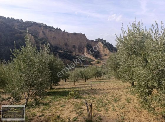 Salihli Karaağaç Kurudere Mevkiinde 4,5 Dönüm Zeytinlik.