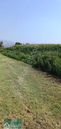 Serçeköy De Satılık Verimli Tarla