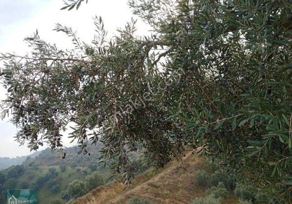 Satılık Zeytinlik