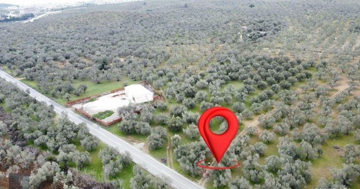 ▀▄mera Emlaktan Tuzcumurat Mah. Asfalta Cephe 9.400 M2 Zeytinlik