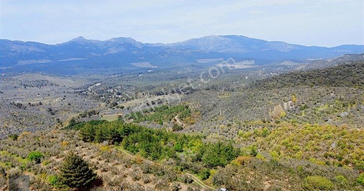 Mera Emlaktan Hacıaslanlar Mevkiinde 10.385m2 Muhteşem Zeytinlik