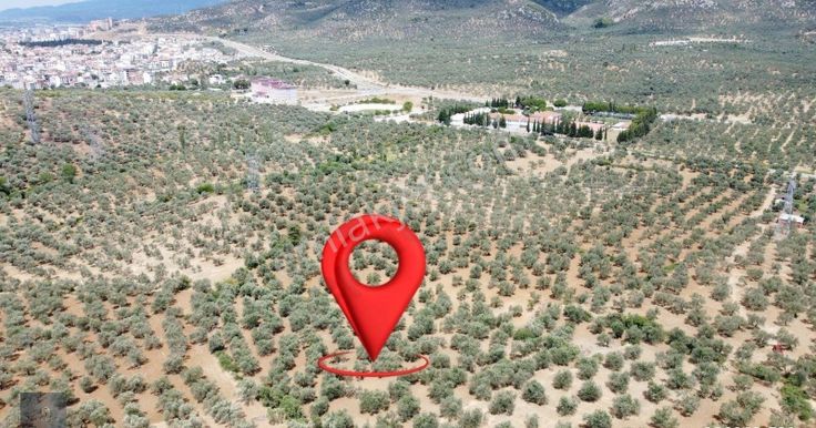 ▀▄mera Emlaktan Tuzcumurat Mah. 100 Binlik İmar İçinde Zeytinlik